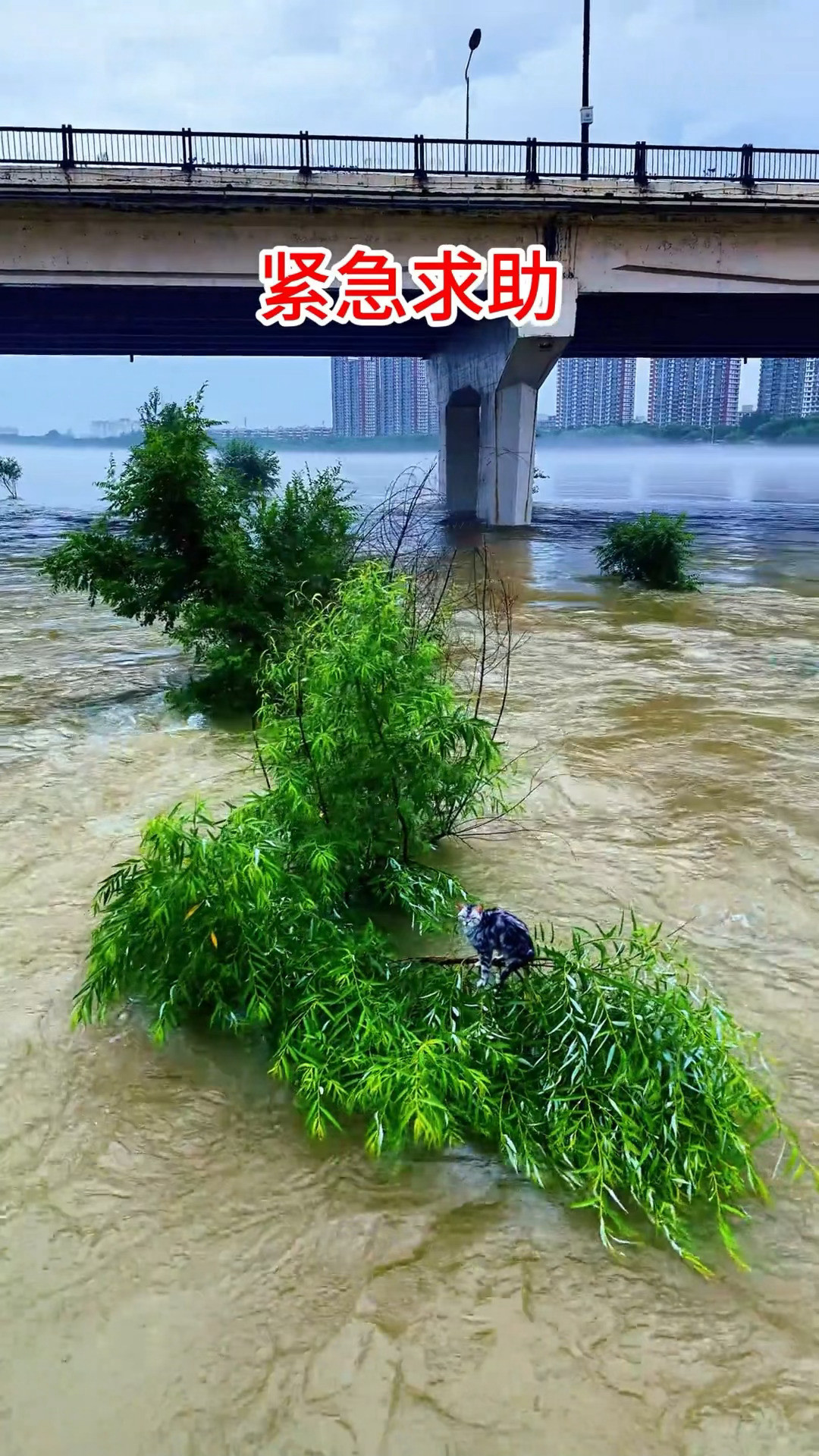 你们刷到这个没，吉林这只困在江心树枝上两天的小猫被人用无人机救上来了人好，咪也聪