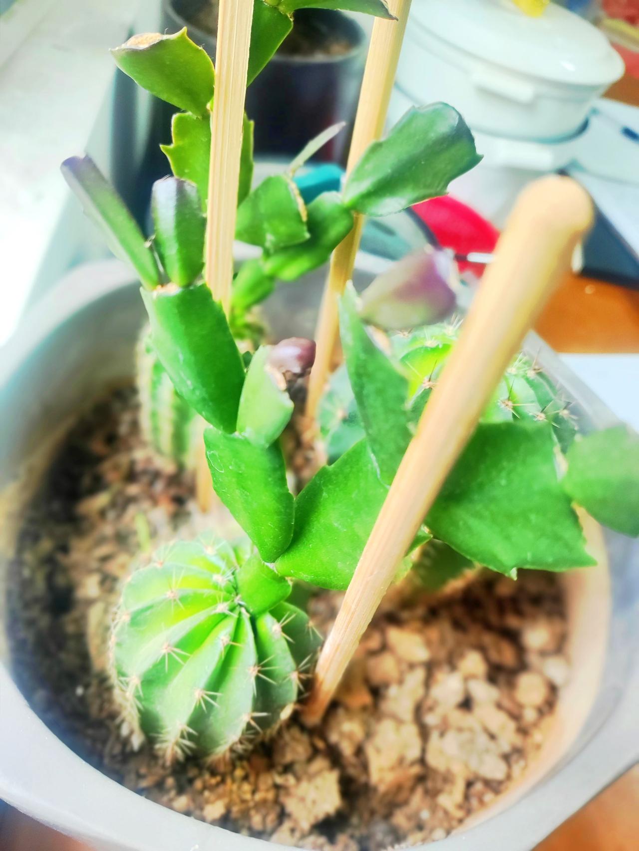 六六三十六！仙人球上嫁接蟹爪兰成功！盆栽会带来好运哦植物生长过程多肉植物养
