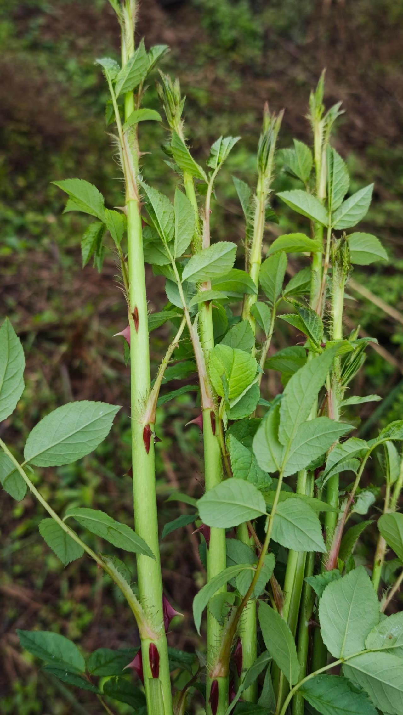 相信很多生长在农村的孩子，记忆中一定有它的影子！每年的清明前后，不论是田埂