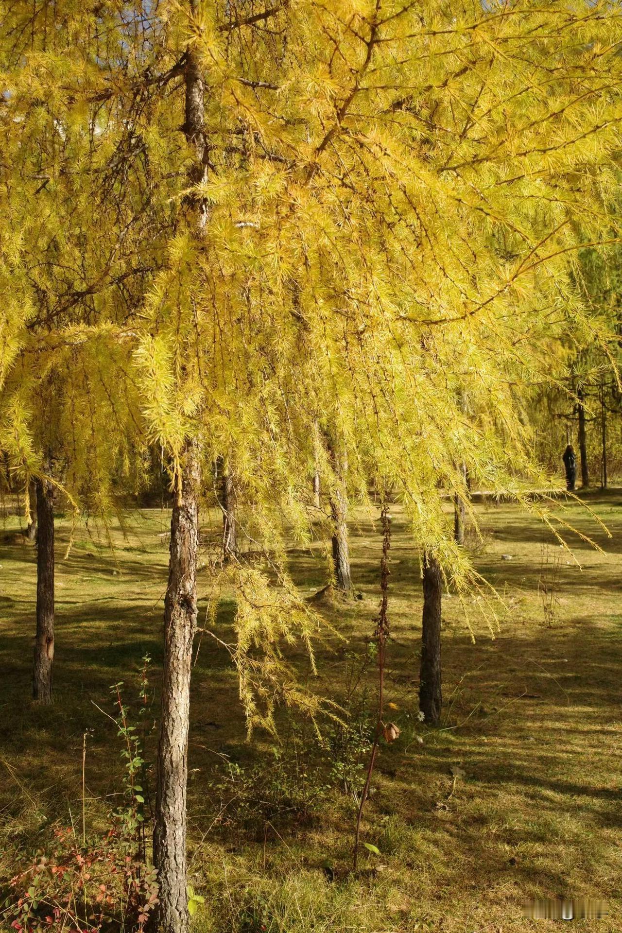 第一个还清了借呗，因为还清了，一年多没有借，停了这么久，利息降价了，所以又借了。