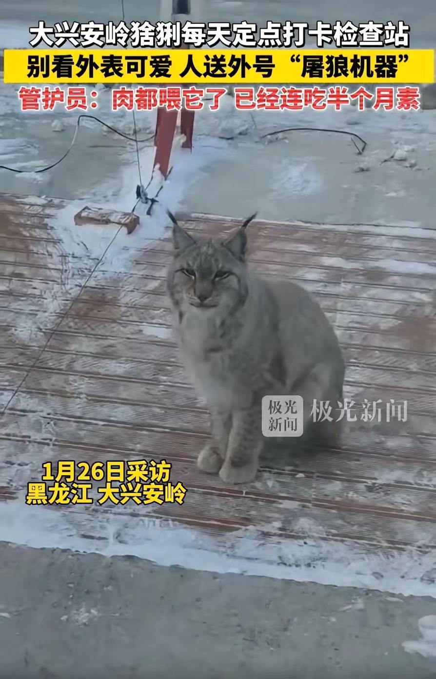 笑不活了！黑龙江大兴安岭，一只猞猁经过检查站时，工作人员看它可怜，就投喂了一块生