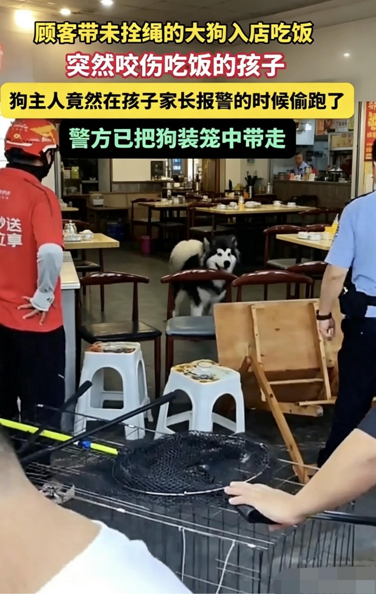 🌞“太缺德了！”四川一顾客未牵绳将一只上百斤的阿拉斯加犬带进店里吃饭，结果