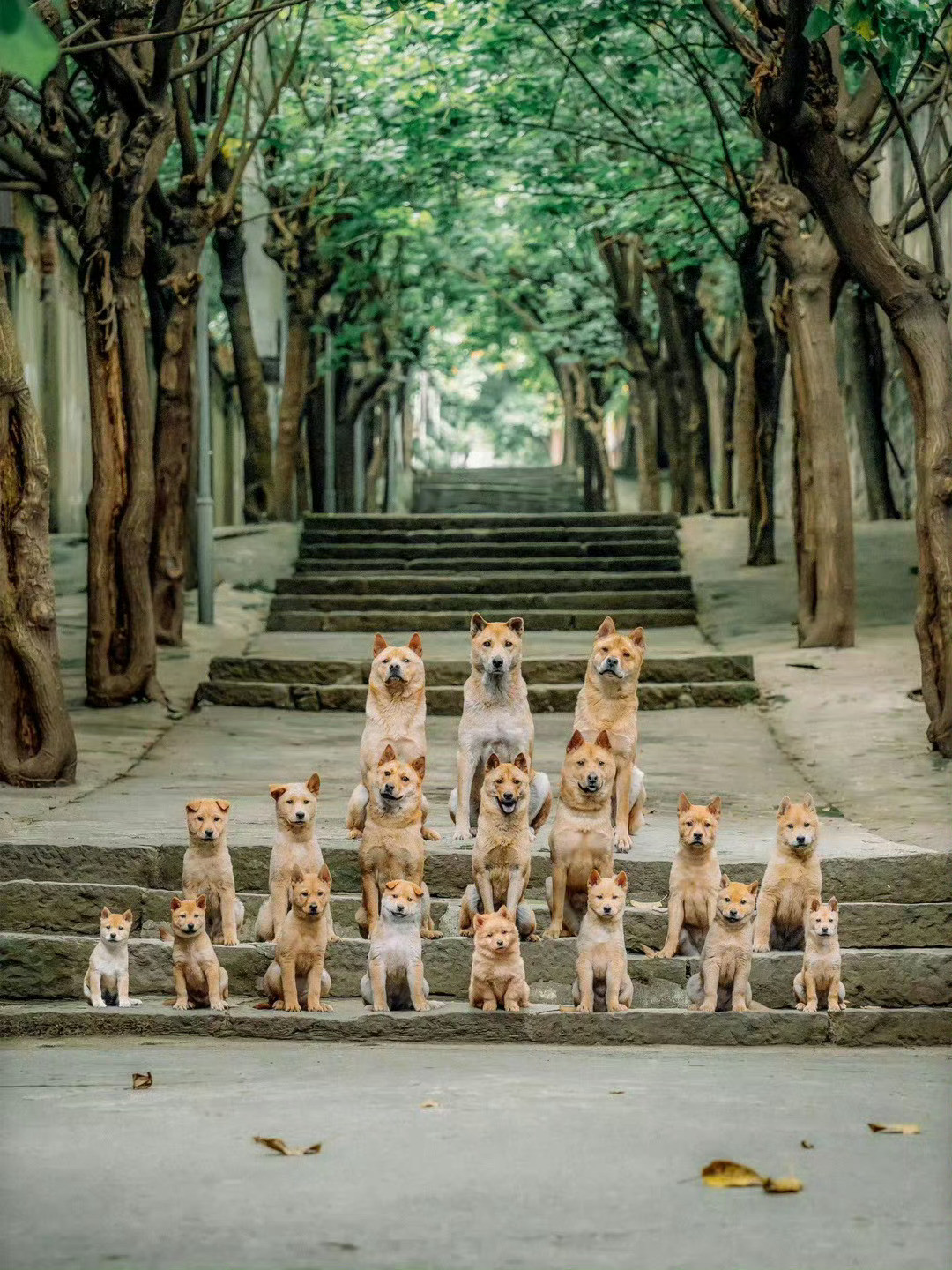 《忠犬八公》狗狗们合影留念