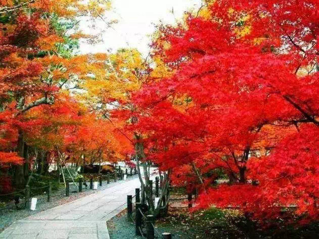 北京香山|“停车坐爱枫林晚,霜叶红于二月花”香山自古是很多皇帝和名