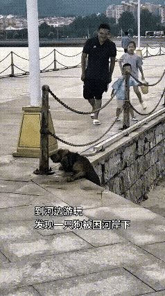 反复刷了好多遍河边救人小狗的片段，看完心里满是柔软，真正的善意从来都藏在不假思索