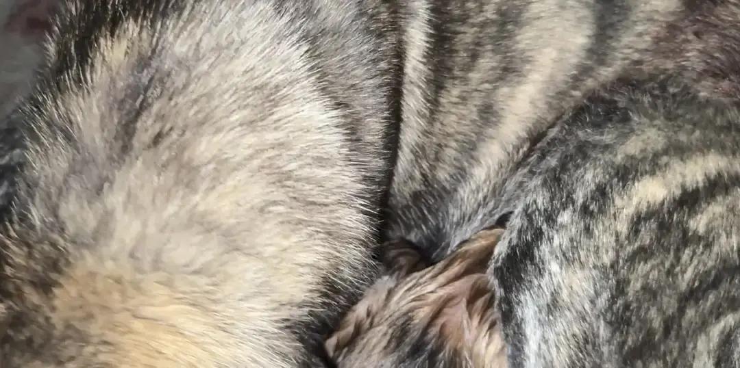 虎妞昨天凌晨生完四只小猫，直播间最高两百万人守着看。大黄全程贴着产房玻璃，虎妞