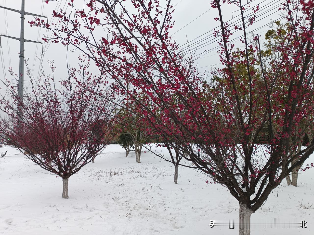 去年，有一个女的骑车撞倒了一个老头。女的问老头，大叔你没事吧，老头没作声。女的又