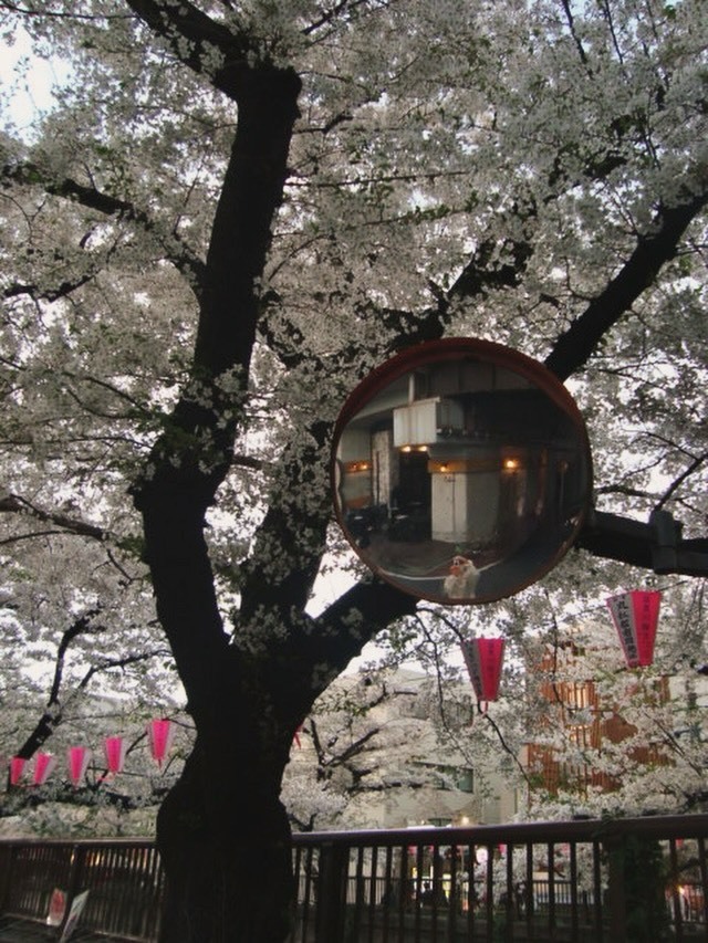 秋元真夏「少し前、合間にデジカメ持ってお散歩🌸チョコバナナだけゲット」　ma