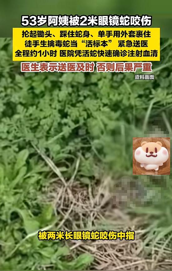 “是个狠人！”5月19日报道，福建泉州，一阿姨在菜地喂鸭时，被2米长的眼镜蛇咬
