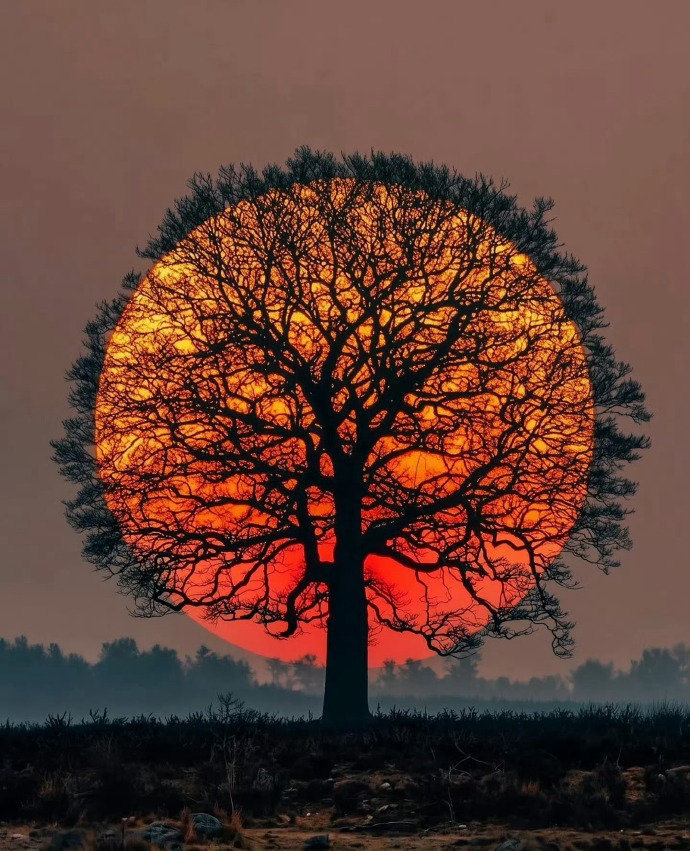 夕阳和树