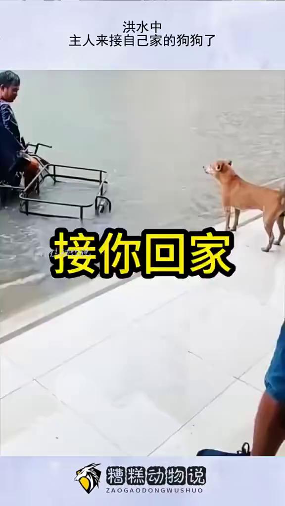 洪水中主人来接自己家的狗狗了。糟糕动物说。一场洪水过后，狗狗躲在路边高高的台