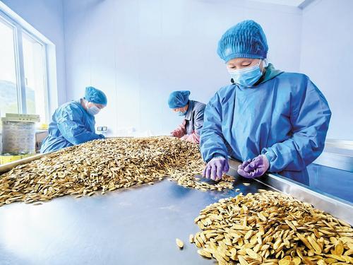 “金葫芦”的良药不苦口