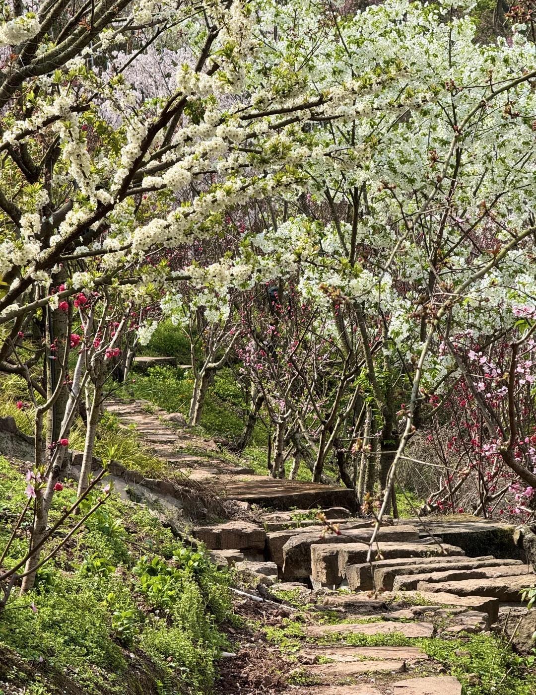 我说这里是成都蕞美徒步路线！没人反驳吧！龙泉山的春天，杀疯了！杀疯了❗️❗️