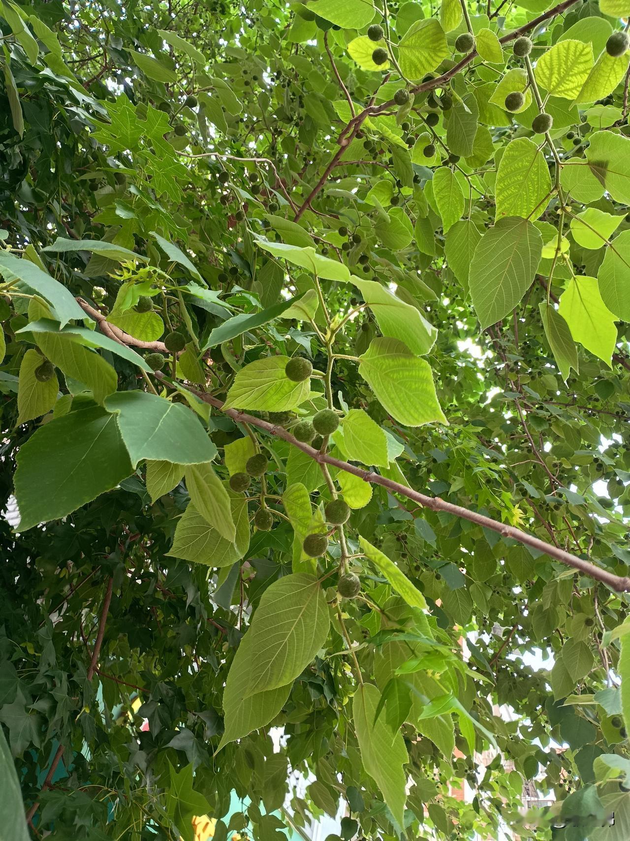 千山迎旭日万水送夕阳——天空灰蒙蒙的，看不见蓝天白云以及旭日东升！