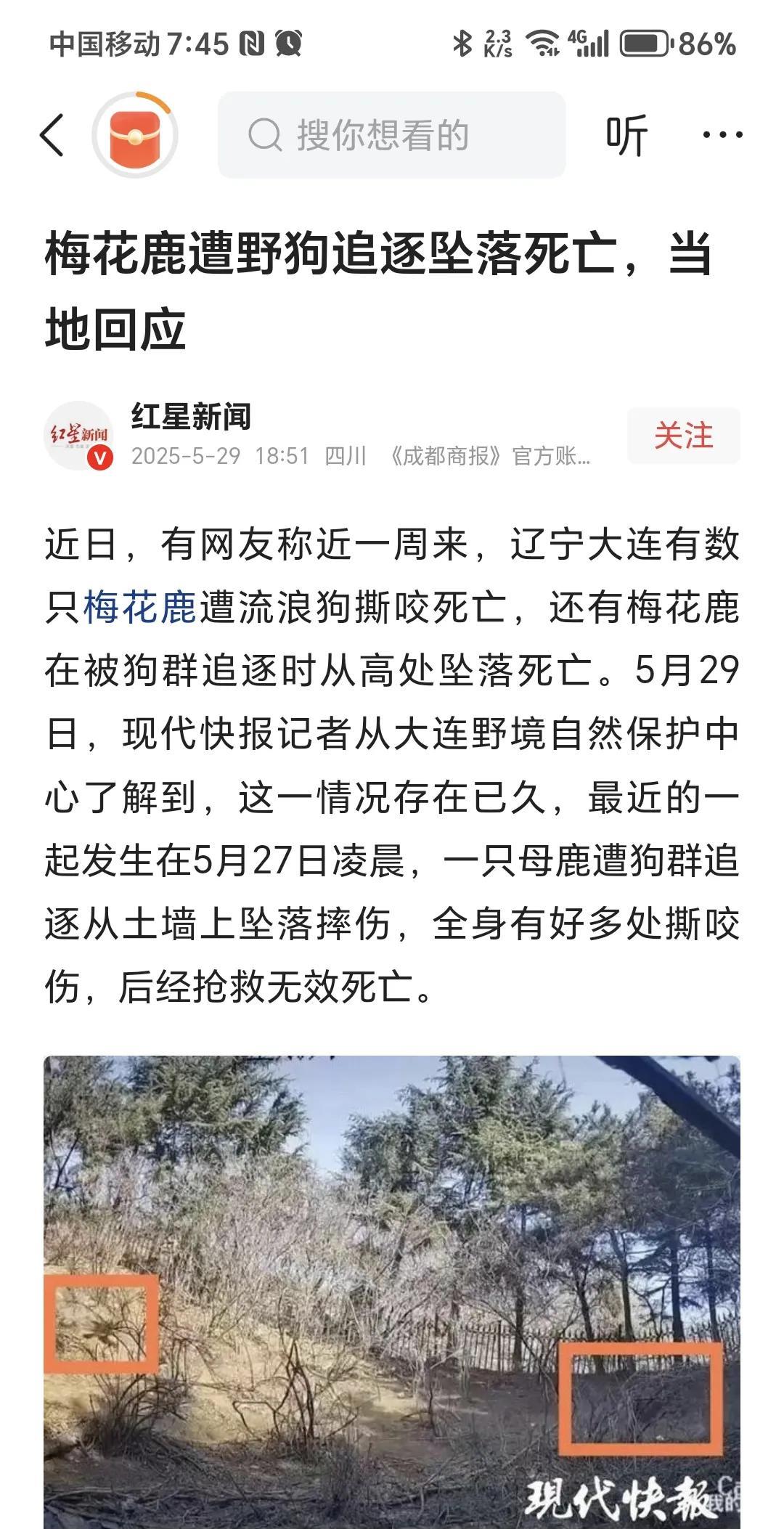 梅花鹿遭流浪狗撕咬，追逐死亡。消息来自红星新闻，辽宁大连，有数只梅花鹿遭流浪狗