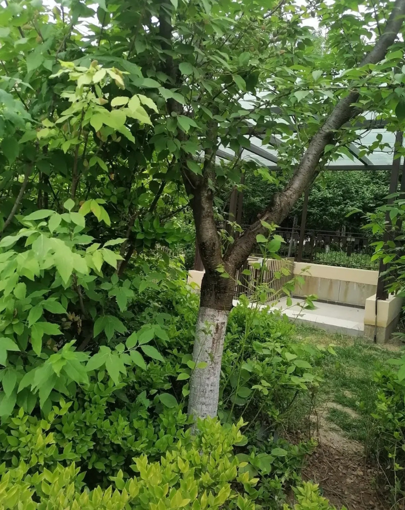 介绍一所陕西的普通一本，录取分四百多分，但是它的电气专业，是每年进陕西电网最多的