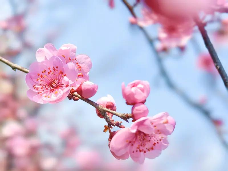 春天总是诗词里的常客，藏着古人的万千心事。李煜一句“流水落花春去也，天上人间”，