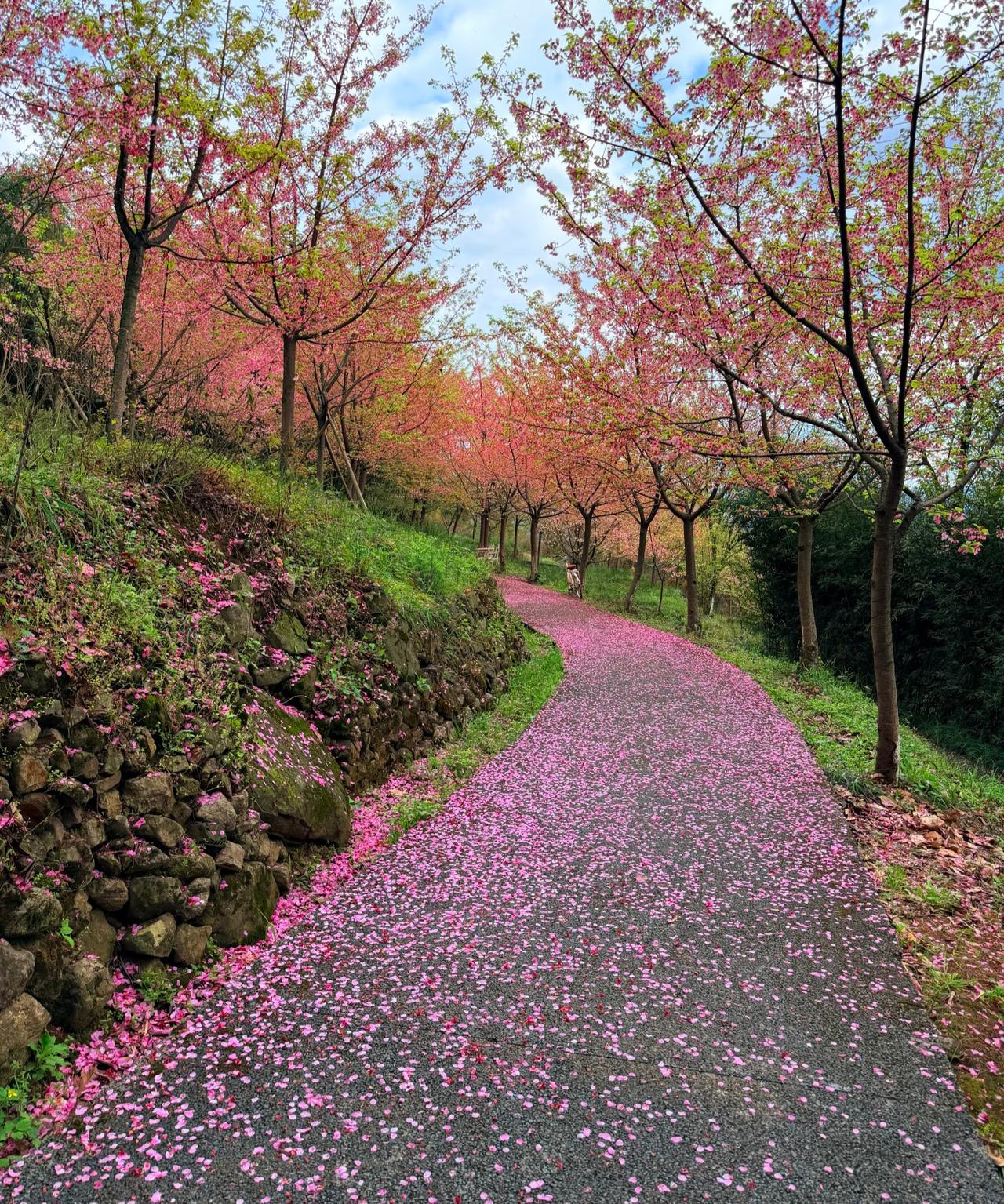 雨后的小道真的好美啊…这可能就是旅行的真正意义！一场大雨和一树樱花，便能成