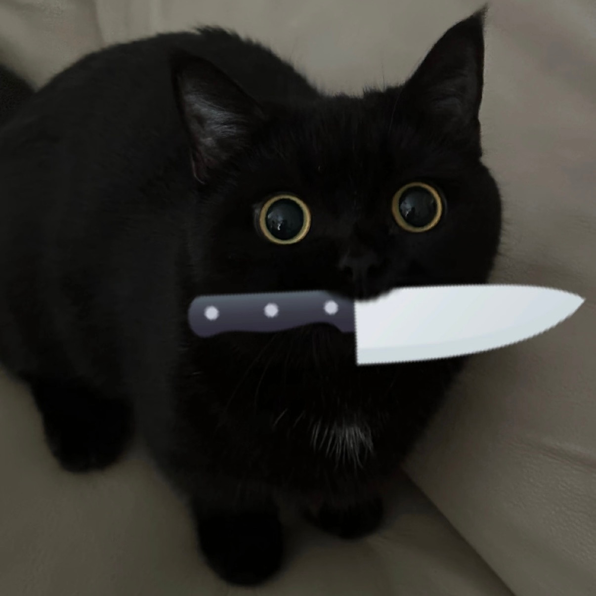 小黑猫🐈⬛🐾