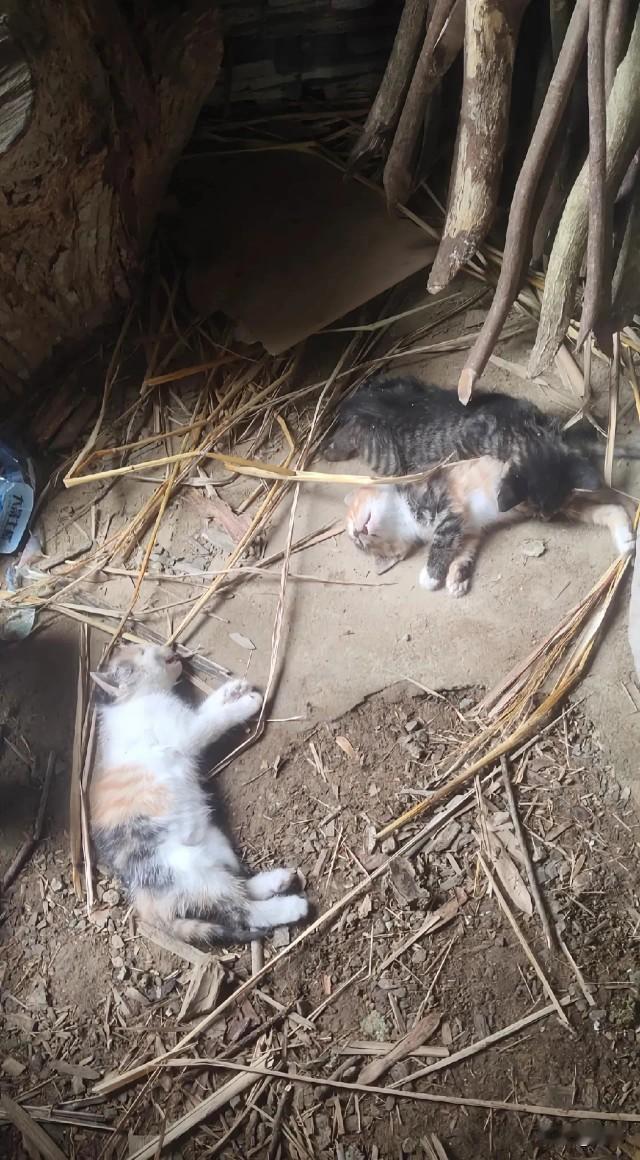 太残忍了！一位老人家养了一只猫妈妈，他一直很心疼它，在他的悉心照料下，猫妈妈生了