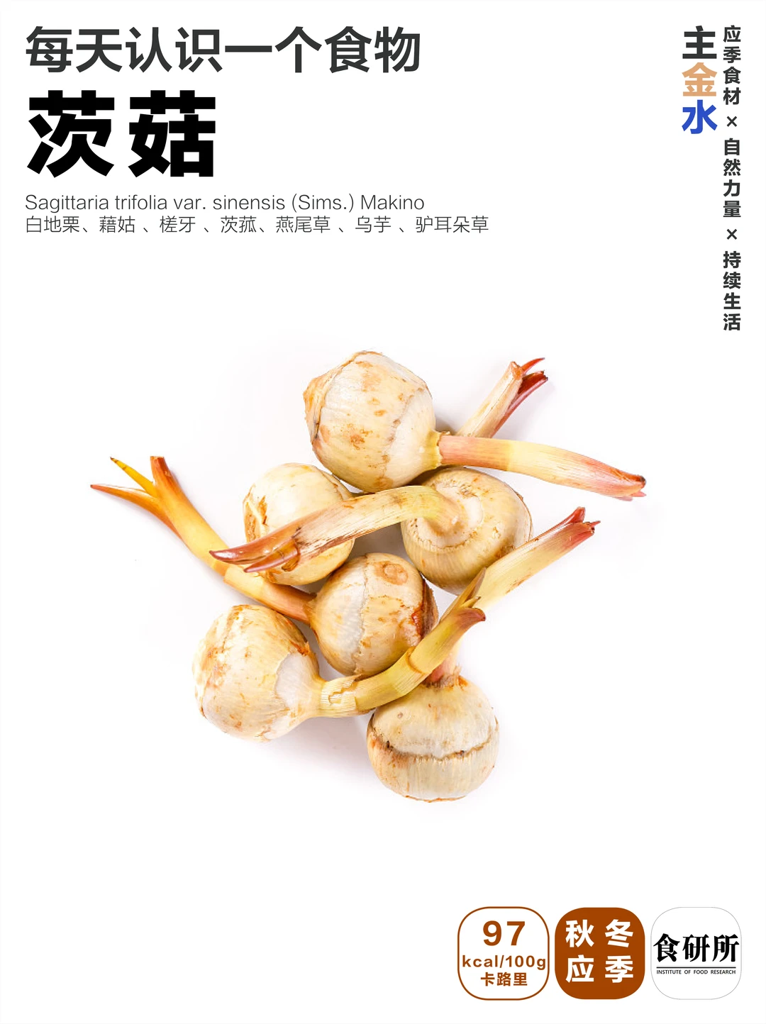 茨菇｜多年不吃，并不想念