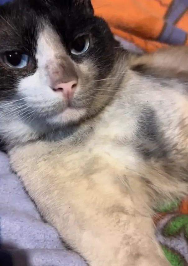 刚挖煤回来的小猫