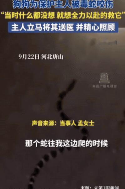 “太有灵性了！”河北唐山，女子正在休息时，狗狗突然狂叫不止，她起初还以为狗狗捣蛋