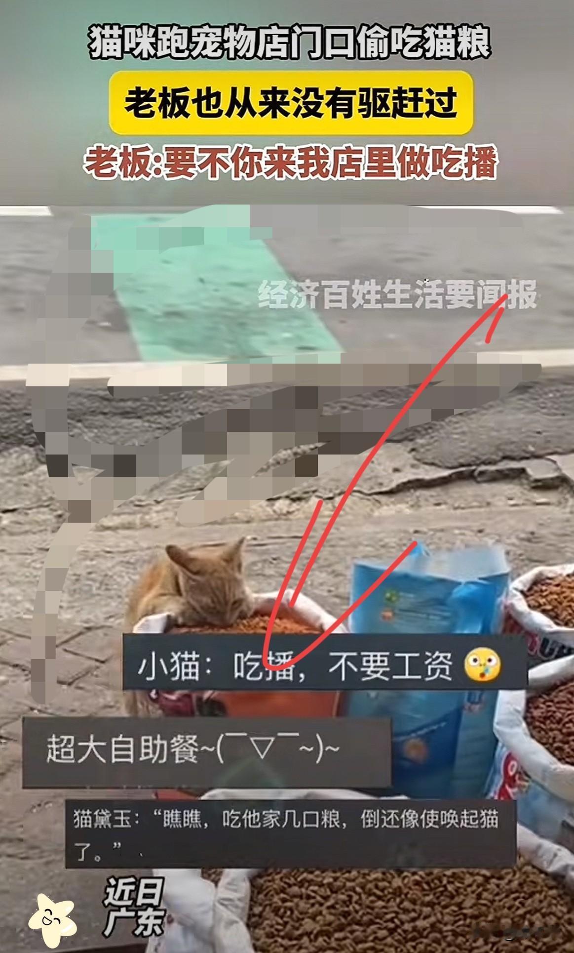 “这是成精了”！广东，一流浪猫经常跑到宠物店门口偷吃猫粮，有爱心的店主看它可怜从