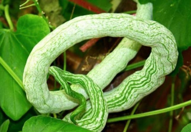 印度蔬菜为何不被认可？我国从印度引进一种长得像蛇的瓜，亩产可达5吨，奈何几十年来