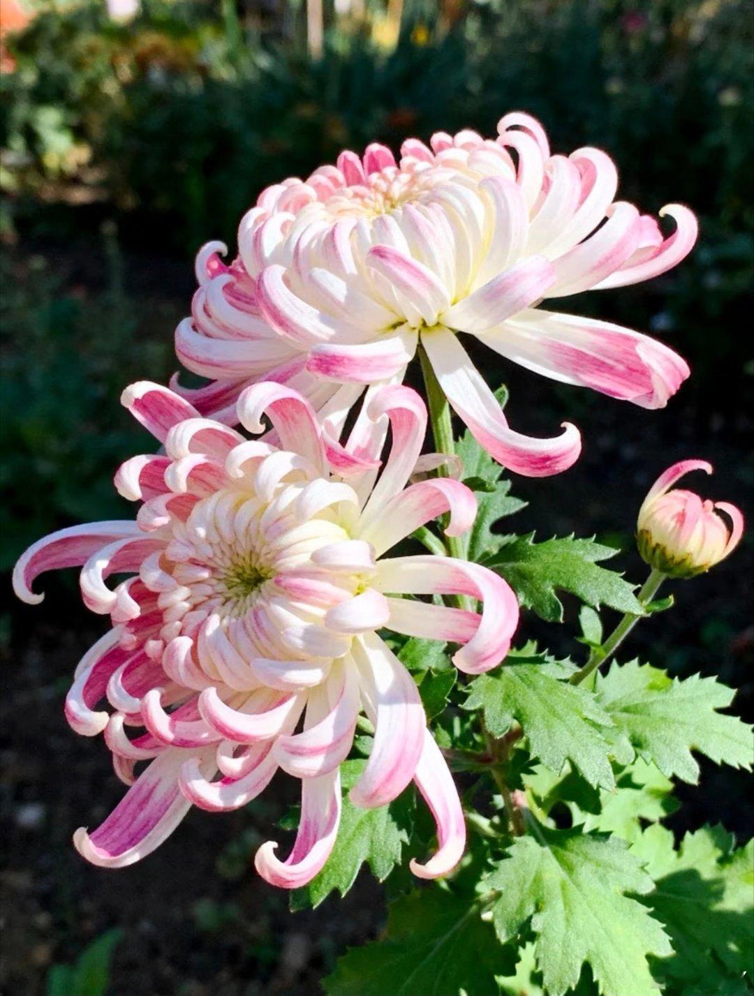 菊花是菊科菊属的多年生宿根草本植物，品种繁多，常见有秋菊、夏菊等，具有观赏、食