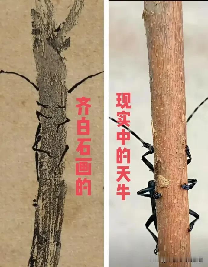 网上流传着一张对比图。左边是齐白石的虾，右边是另一位画家的虾。右边那只，壳、须、