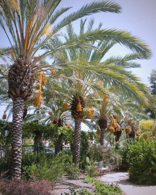 埃及在沙漠种植椰枣，改善了恶劣环境，甚至靠出口赚取了30亿，反观我国，2019年