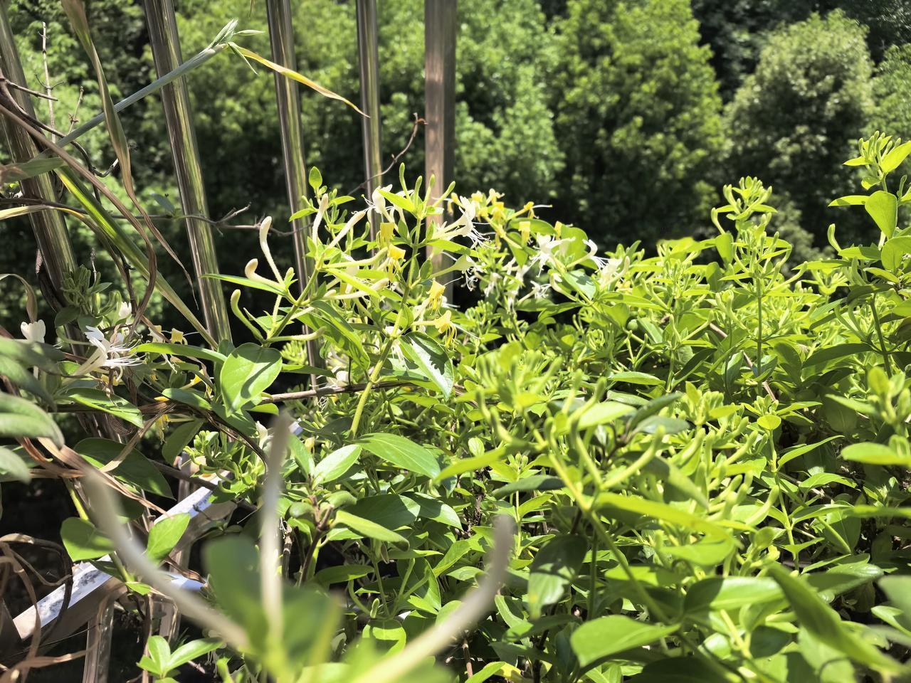 吃完午饭在窗边看自己种的金银花，随便胡思乱想。如果每个人都觉得自己负起了责任，而