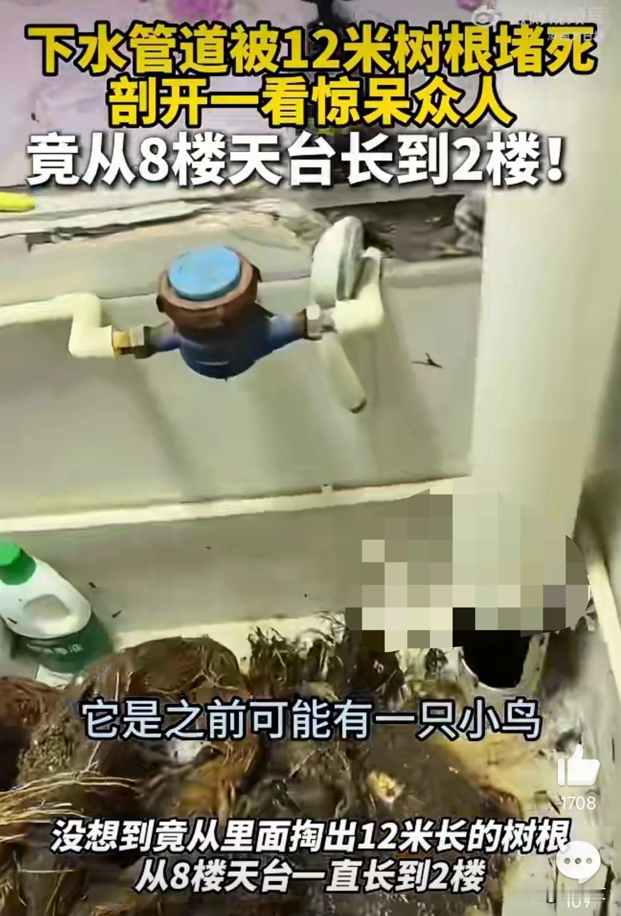 深圳2楼堵死掏出12米树根！从8楼天台长下来，这事儿太邪乎了广东深圳这事儿