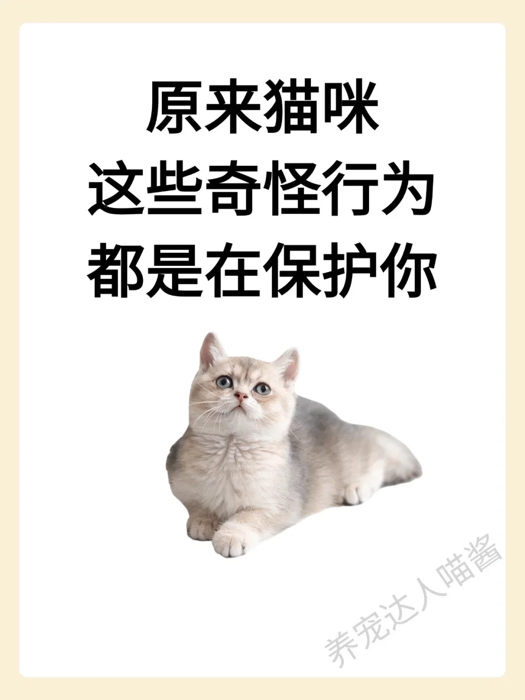 原来猫咪这些奇怪行为都是在保护你