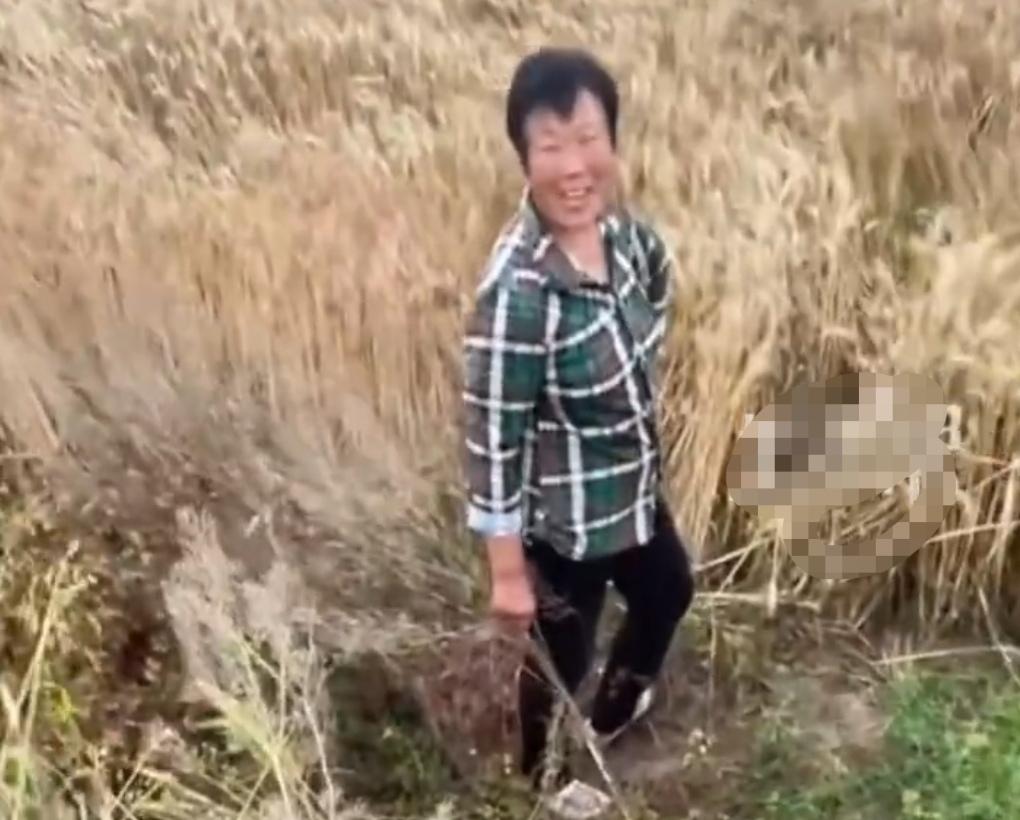 麦收季跨区作业，农机手风餐露宿、辛苦挣钱，本是情理之中。可在河南南阳的麦田里，一