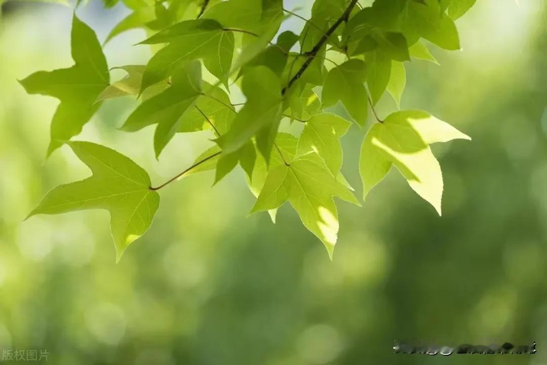 初夏
