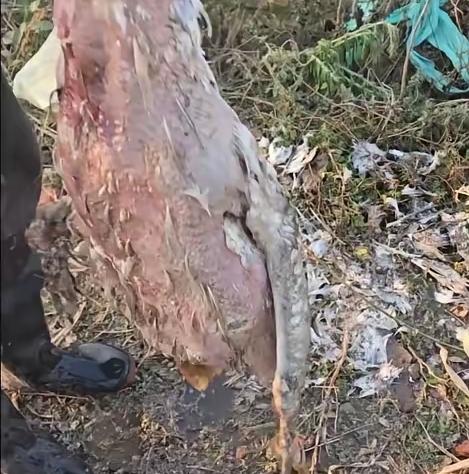 没想到一只18斤的大鹅上了热搜，监控视频成为悬疑剧。河南信阳曹先生的大鹅找到