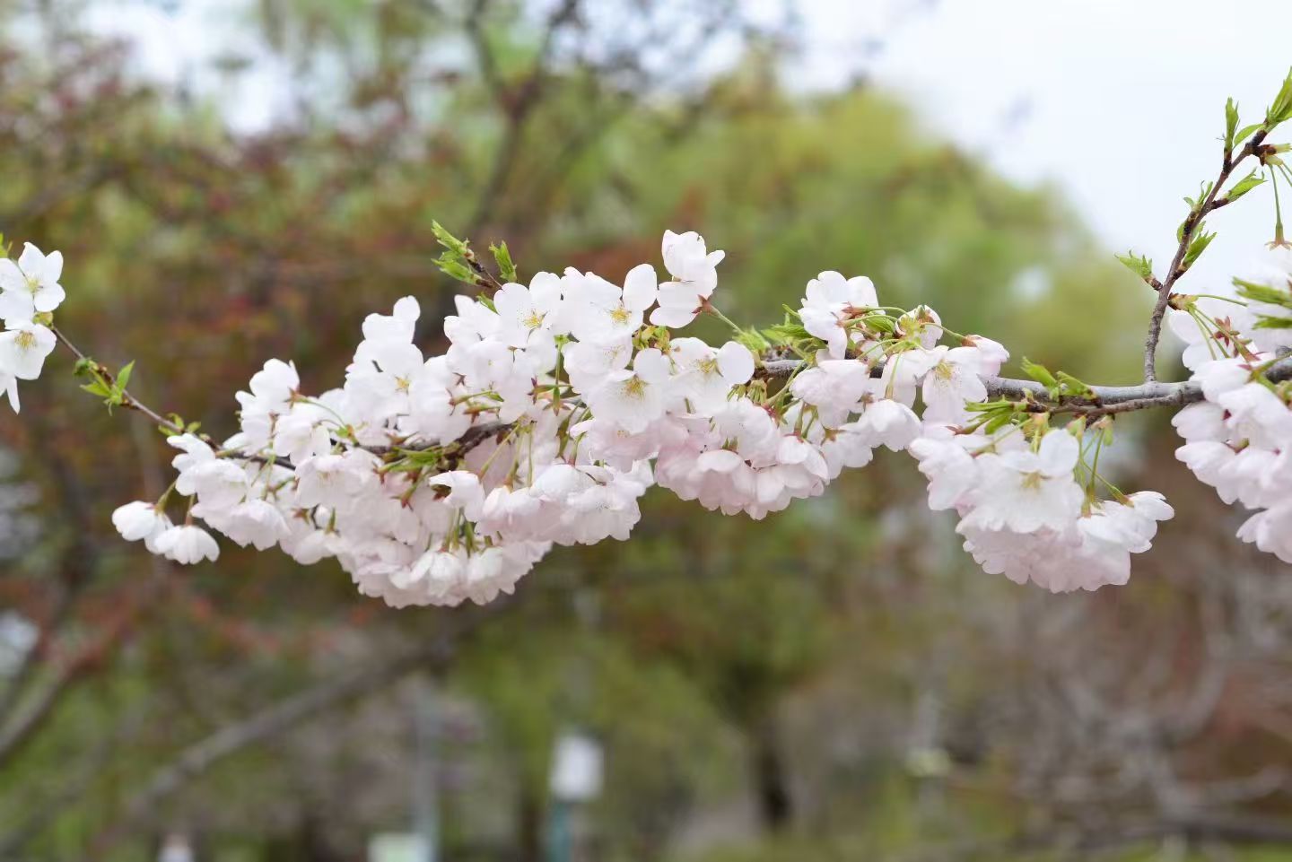 北京旅游，玉渊潭公园邂逅樱花攻略！