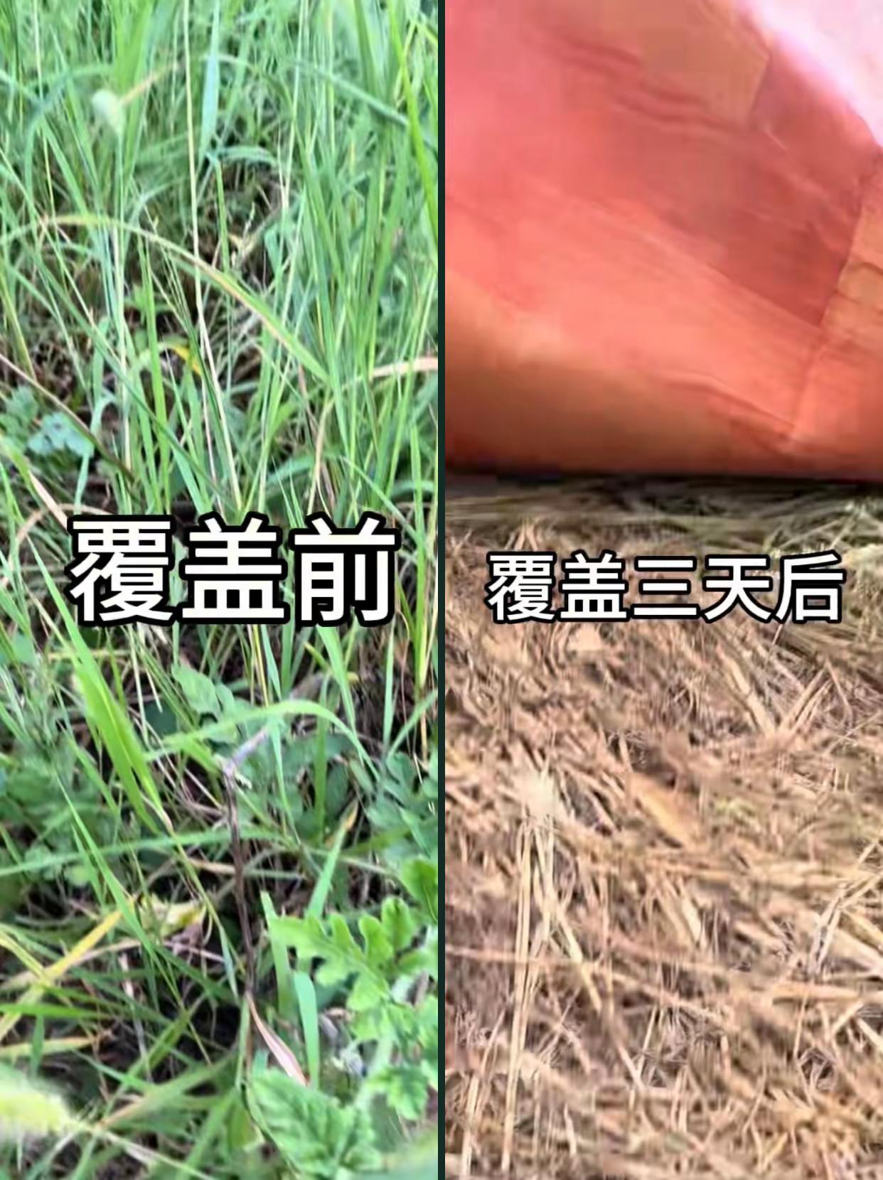 地膜防草，不用除草剂，也能把草跟虫卵杀死。地膜防草