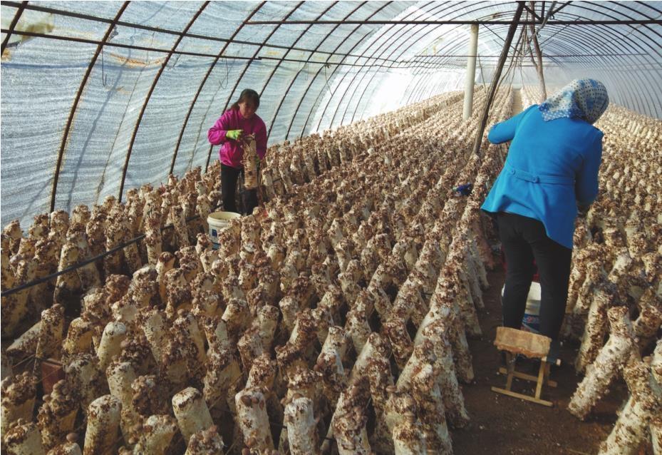 朝阳市多元“造血”强村富民