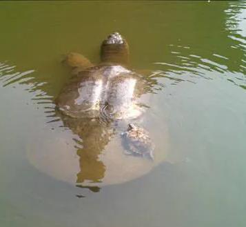 1994年5月28日清晨，江苏盐城射阳，在射阳河上千秋大桥建设工地现场，早起施工