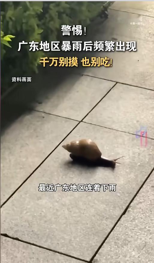 “摸一下都不行！”近日，广东，由于接连暴雨，天气潮湿，不少地方冒出来一堆巨型蜗牛