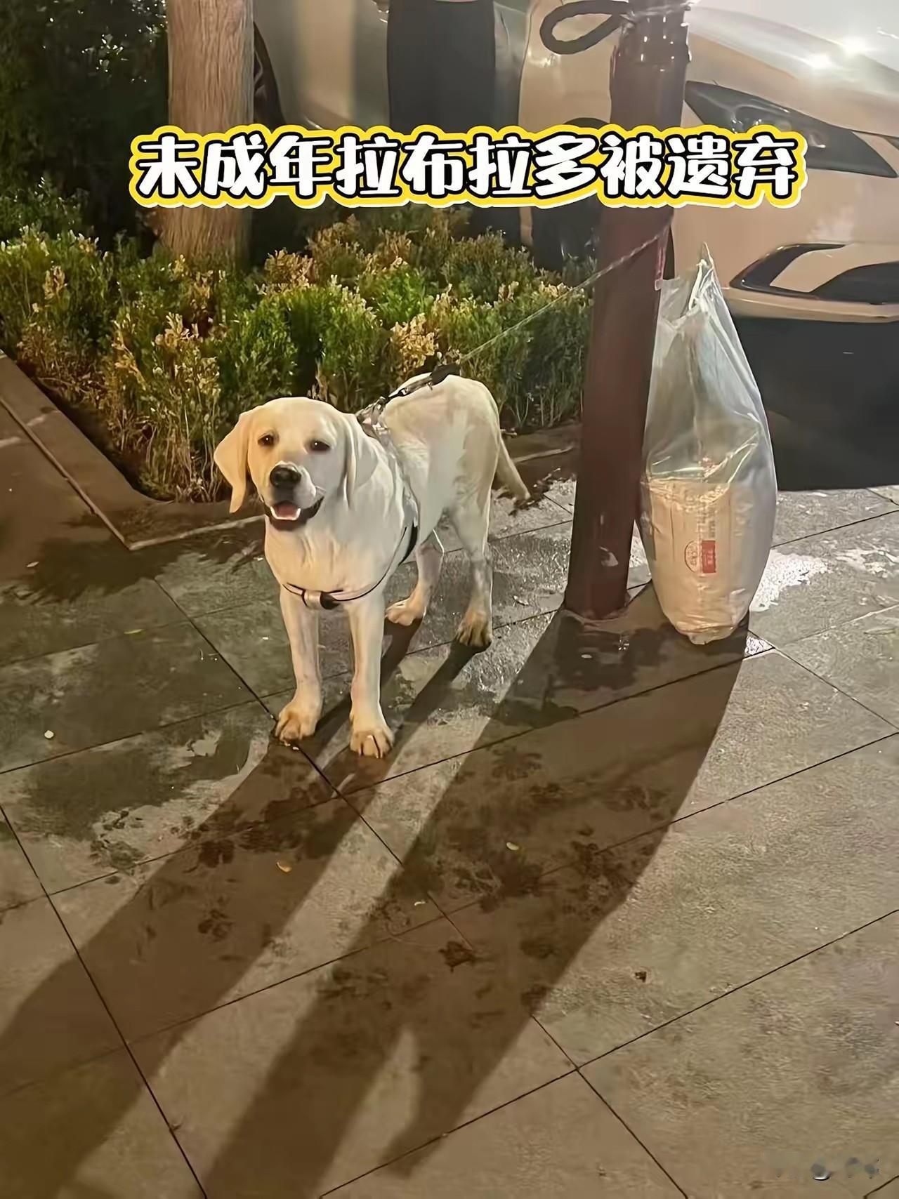 这天夜里，一位小姐姐去夜跑，结果在路边看到一只可怜的小拉布拉多被人遗弃在那里，它