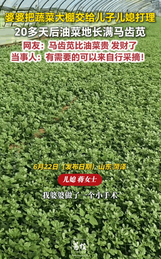 “真是赚麻了！”山东菏泽曹县，一对小夫妻好心替住院的婆婆照看菜地，结果二十多天后