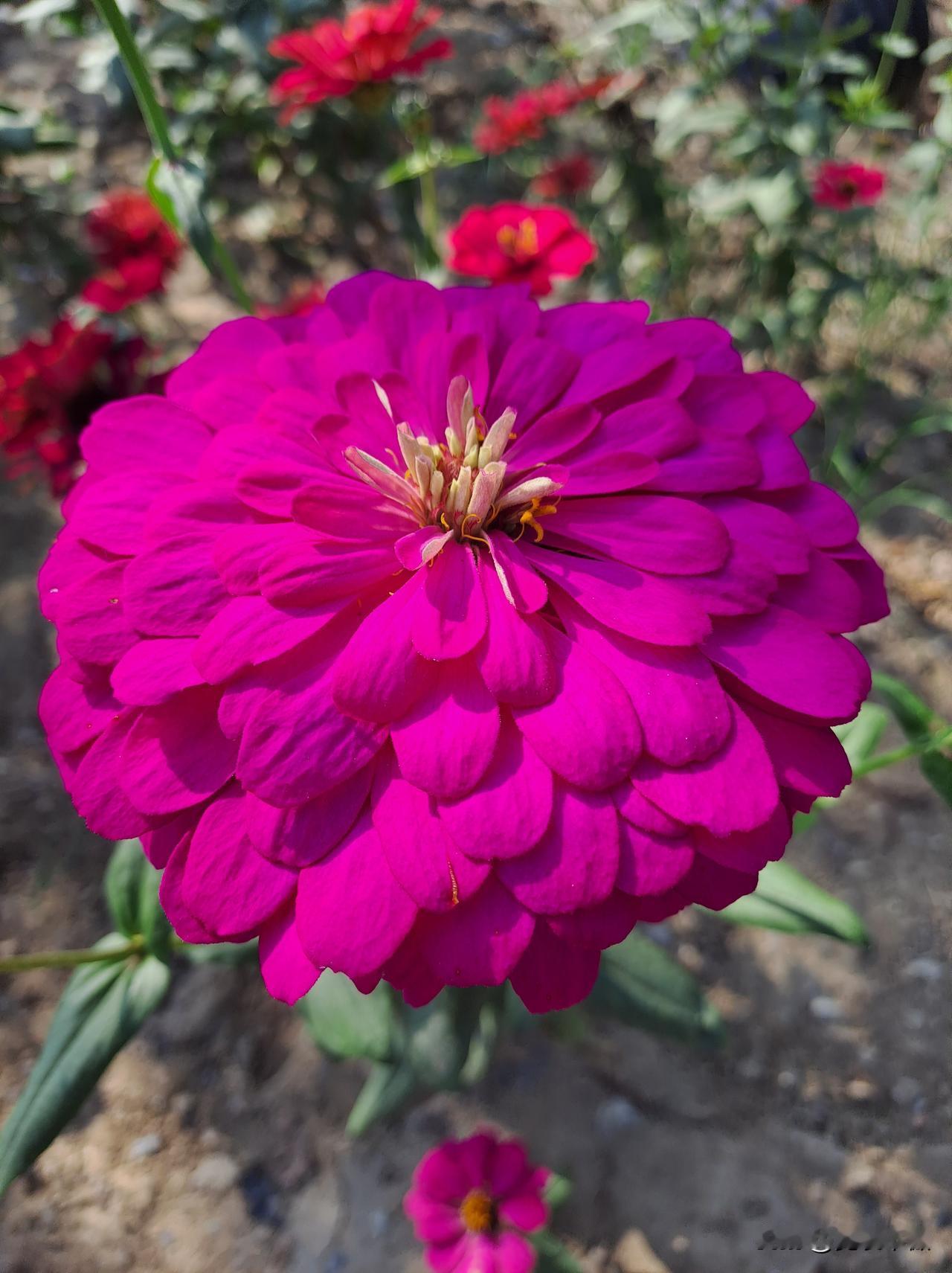 有没有漂亮的花朵图片吗这朵花算不上漂亮，只能说还是有点颜色，给严冬一眼惊喜。