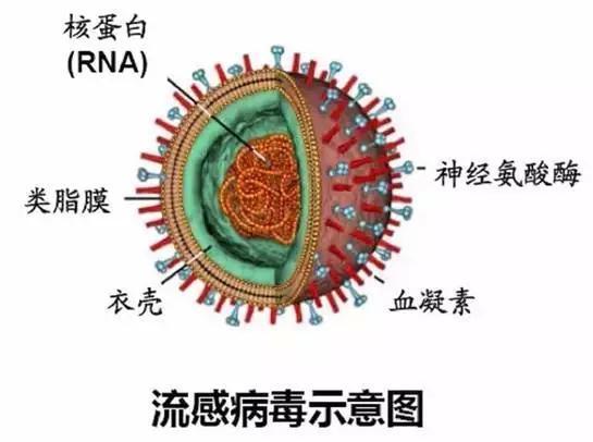 甲型H3N2今年杀疯了!这货靠疯狂变异当上流感“毒王”,占了病例85%以上