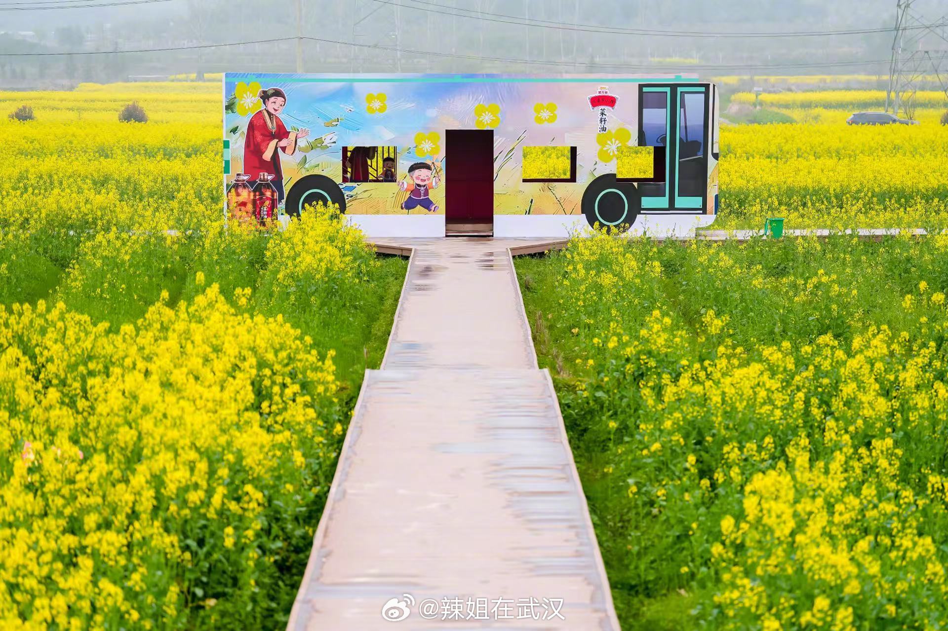 武汉武汉周边藏着万顷无人油菜花海武汉周边油菜花天花板我找到了‼️人少景野不用