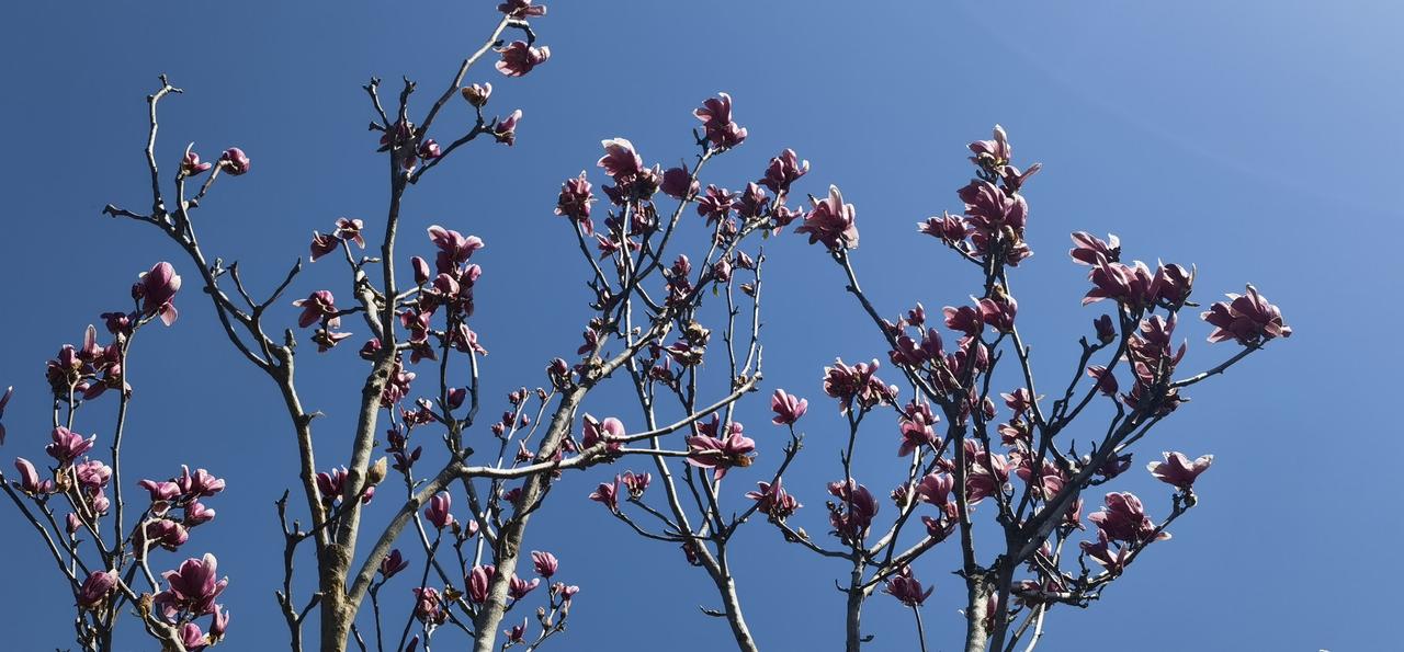 原创摄影作品分享春之野