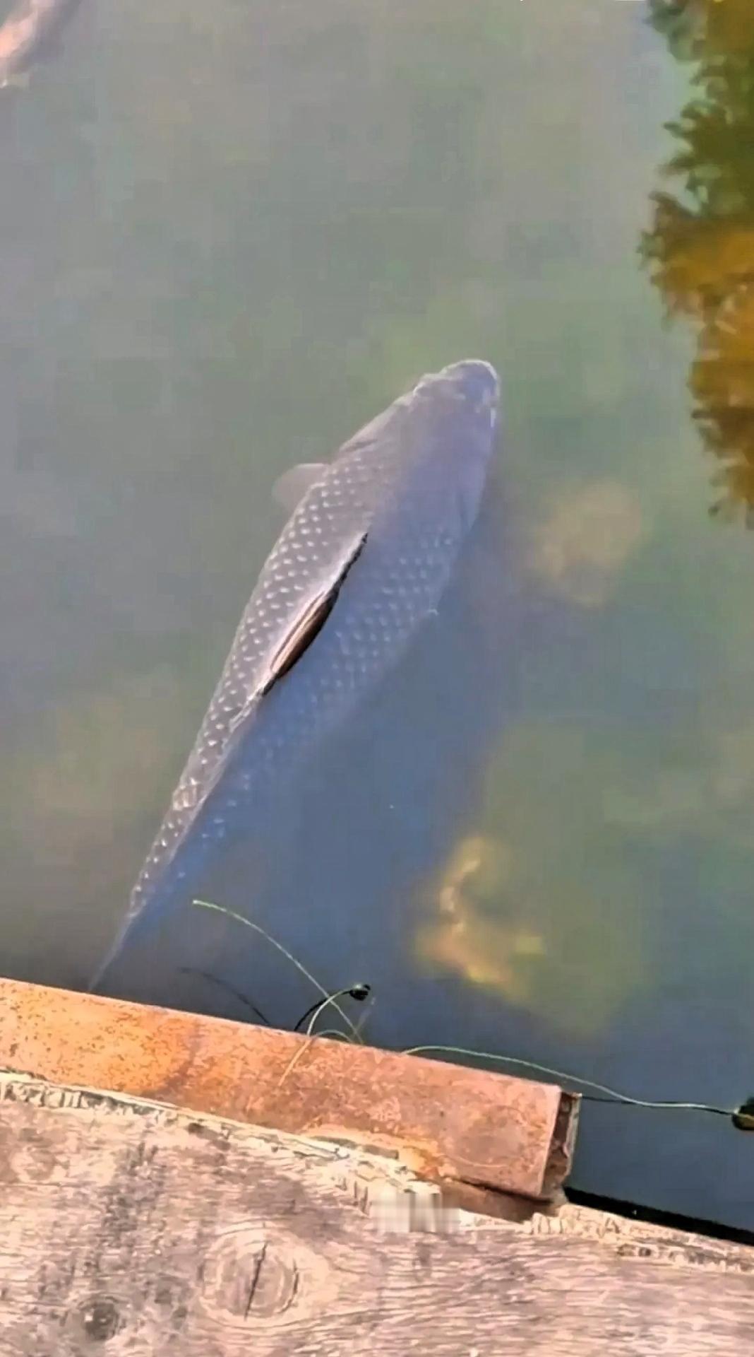 1月13日，广东佛山一河堤公园，小男孩看到岸边游过一条大鱼，一时兴起翻过栏杆去抓